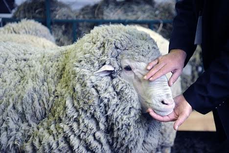 Carne dos animais poderá servir de alimento, e a lã, como matéria-prima para fabricação de roupas Foto: Aleksandra Muradts / TASS